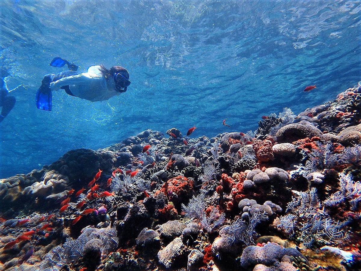 サンゴ礁の海で ドリフトシュノーケリング